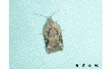 Acleris lacordairana