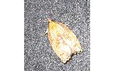 Acleris aurichalcana