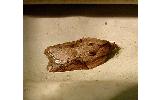 Acleris yasudai