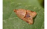 Neocalyptis Neocalyptis