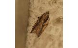 Acleris sp.