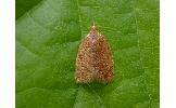 Acleris affinatana