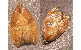 Acleris enitescens