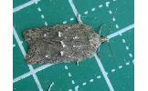 Acleris hispidana