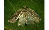 Acleris sp.