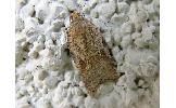 Acleris affinatana