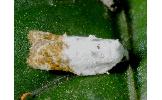 Acleris japonica