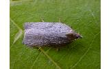 Acleris affinatana