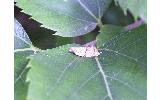 Neocalyptis Neocalyptis