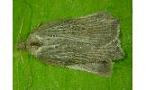 Acleris affinatana