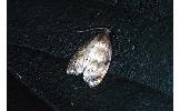 Acleris enitescens