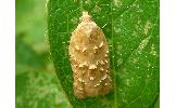 Acleris affinatana