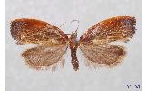 Acleris enitescens