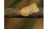 Acleris affinatana