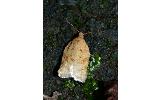 Acleris affinatana