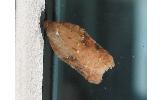 Acleris affinatana