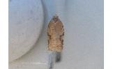 Acleris affinatana