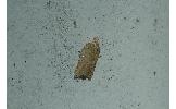 Acleris affinatana