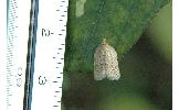 Acleris affinatana