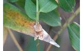 Neocalyptis congruentana