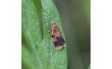 Neocalyptis Neocalyptis