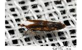 Argyresthia Argyresthia