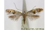 Argyresthia Argyresthia