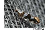 Argyresthia Argyresthia