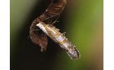 Argyresthia chamaecypariae