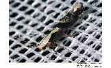 Argyresthia Argyresthia