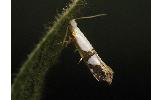 Argyresthia Argyresthia