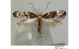 Argyresthia Argyresthia