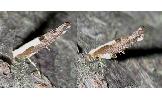 Argyresthia Argyresthia