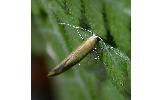 Argyresthia Argyresthia