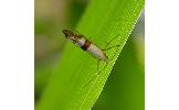 Argyresthia beta