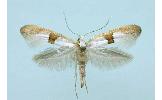 Argyresthia Argyresthia