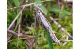 Ypsolopha acuminatus