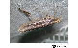 Ypsolopha Ypsolopha