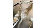 Ypsolopha strigosus