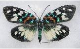 Erasmia Erasmia