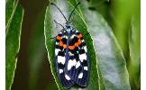 Erasmia pulchella nipponica