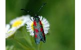 Zygaena niphona niphona